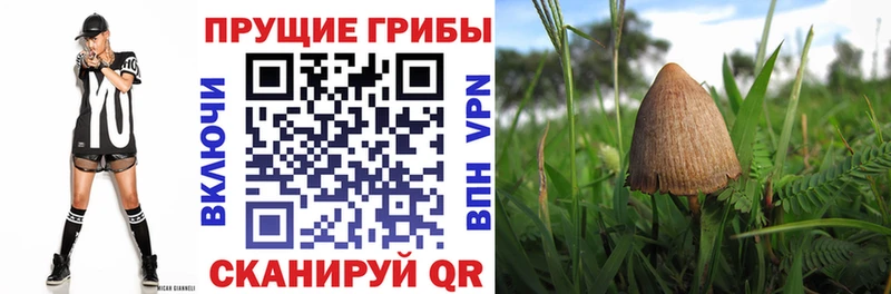 Купить закладки  Полесск  Псилоцибиновые грибы прущие грибы 
